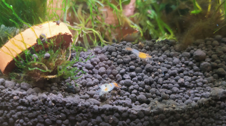 Neocaridina davidi var. sakura orange (sakura orange)