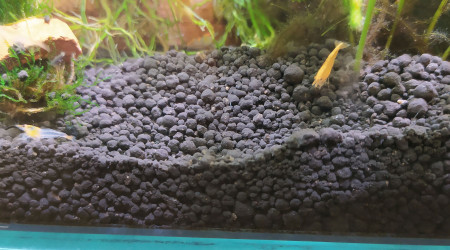 Neocaridina davidi var. sakura orange (sakura orange)