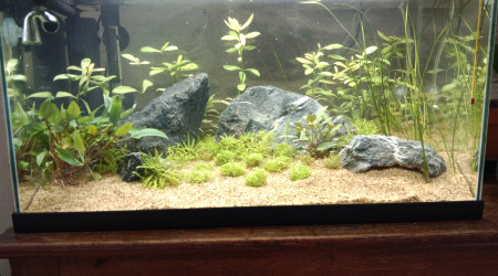 aquarium First one