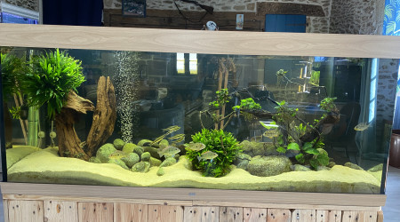 aquarium Bac cichlidés americains 450 L