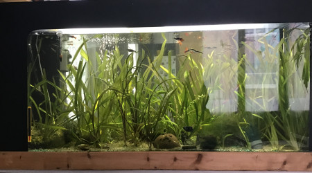 aquarium Aquarium 240l