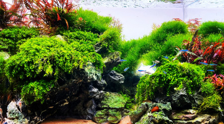 aquarium Cliffs of green