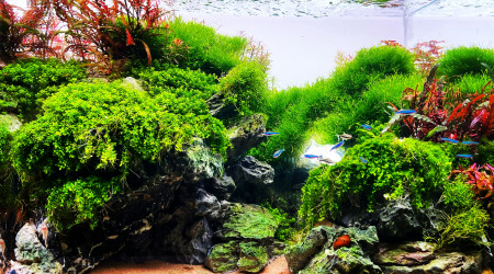 aquarium Cliffs of green