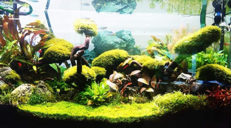 aquarium Green tank