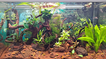 aquarium 100 litres