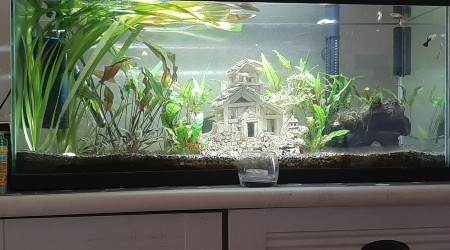 aquarium Asiatique