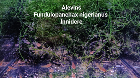 Alevins Fundulopanchax nigerianus Innidere