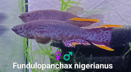 aquarium 442 01 Couple Reproducteur Fundulopanchax nigerianus Innidere