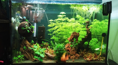 aquarium Mon 1er 80L