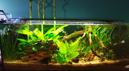 aquarium 80L 80cm