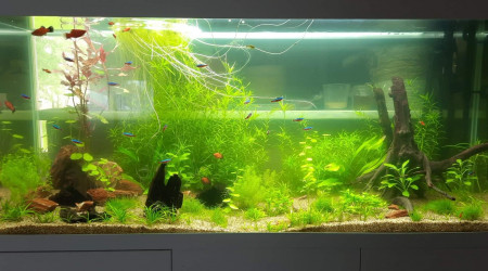 aquarium Communautaire 240L