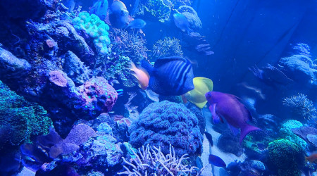 Évolution de l'aqua