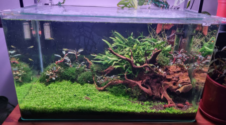 upgrade filtration et diffusion du co2 (filtre externe + diffuseur pro flora)