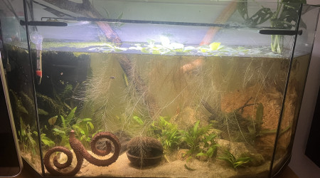aquarium Gouramis lalia