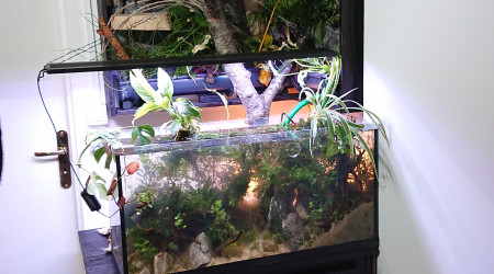 Fangorn Forest  'N  Silvebarbe