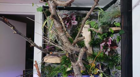 Fangorn Forest  jour J