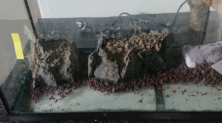 Fangorn Forest  jour J-3