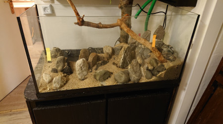 Fangorn Forest  jour J-3