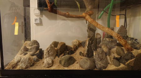 Fangorn Forest  jour J-3