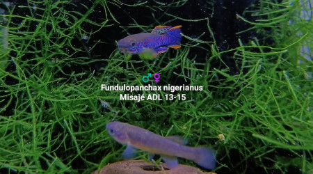 aquarium 241 Oeufs Fundulopanchax nigerianus misajé ADL 13-15