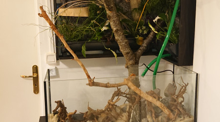 Fangorn Forest  jour J-3