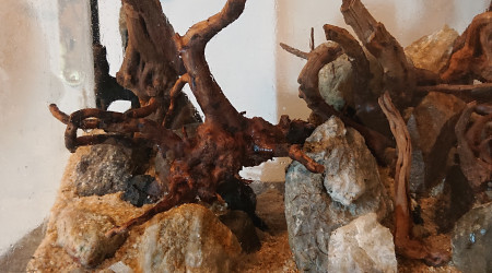 Fangorn Forest  jour J-3