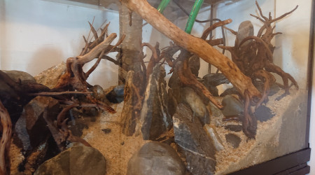 Fangorn Forest  jour J-3