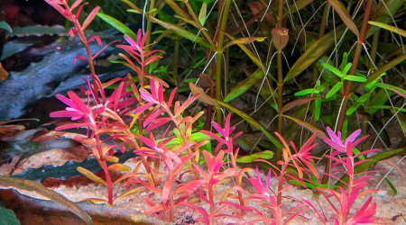 mini rotala blood red sg variant  ?
