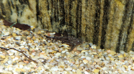 bunocephalus coracoideus