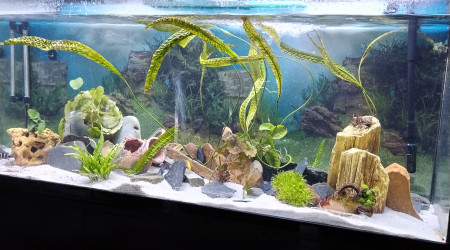 aquarium Bac tanga