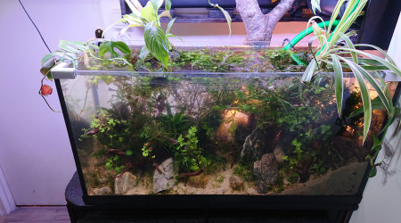 Fangorn Forest  jour J+3