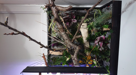 Fangorn Forest  jour J+3