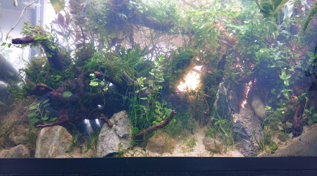 Fangorn Forest  jour J+3