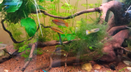 Le mâle alternant entre les deux femelles et leur territoire respectifs