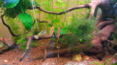 Le mâle alternant entre les deux femelles et leur territoire respectifs