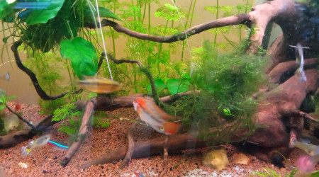 Le mâle alternant entre les deux femelles et leur territoire respectifs