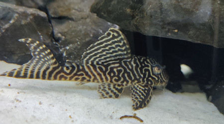 Hypancistrus King Tiger L.333