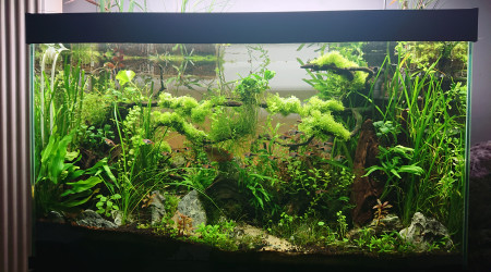 Bornéo S+37  aquascaping jungle