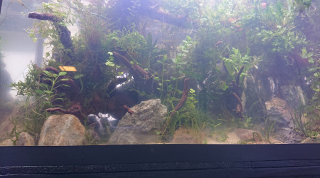 Fangorn Forest  jour J+4