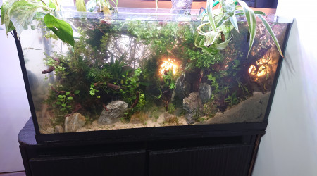 Fangorn Forest  jour J+4