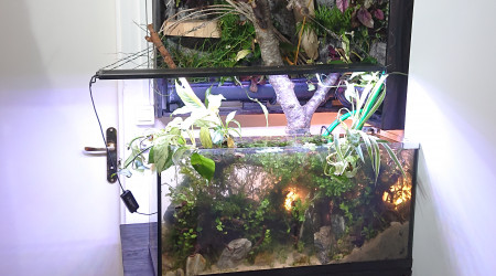 Fangorn Forest  jour J+4