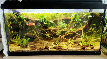 aquarium BAC Biotope Amazonien 60L