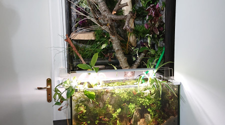 Fangorn Forest  jour J+6