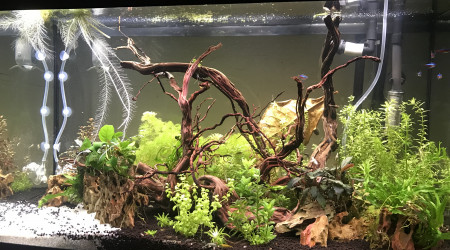 aquarium 125l