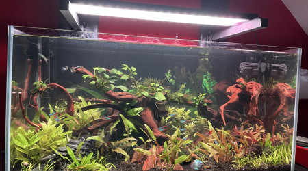 aquarium amazon