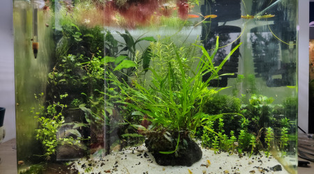 Ça se développe...