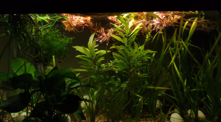 aquarium 60L nanofish