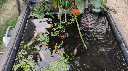 Hâte d'avoir le nouveau bassin