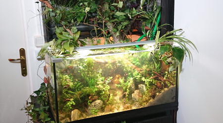 Fangorn Forest  J+10