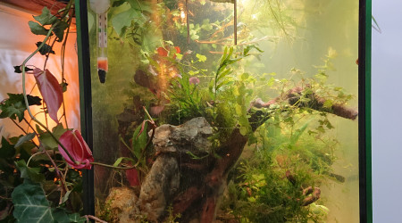 Fangorn Forest  J+10